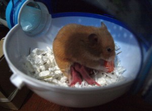 Eating a carrot while feeding her babies.