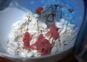 Cute little hamsters at 3 days old. One caught yawning!