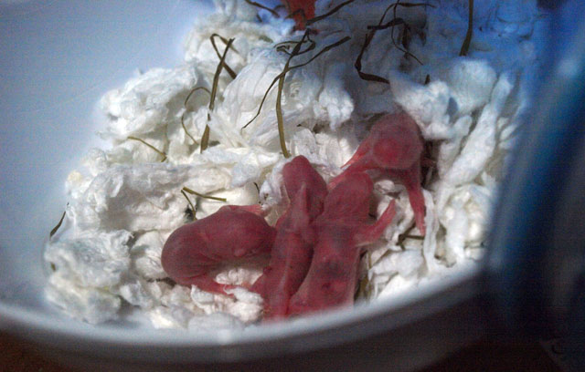 pictures of hamsters giving birth. Our female hamster gave birth to a litter of seven pups on the morning of 