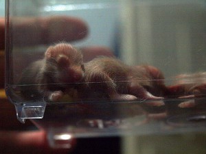 Closeup of hammie pup eating a peanut.