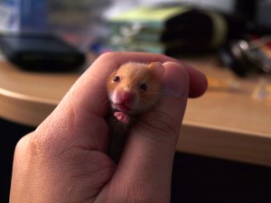 Casper squeezing out of my hand.