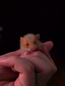 Becky the buckeye hamster.